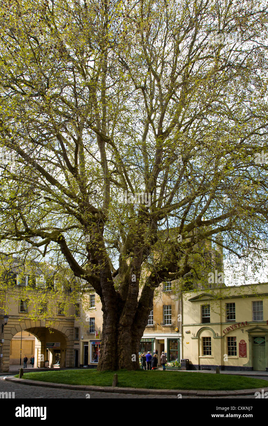 Abbey Green in Bath, Somerset, UK. Plane tree dates from around 1790 ...