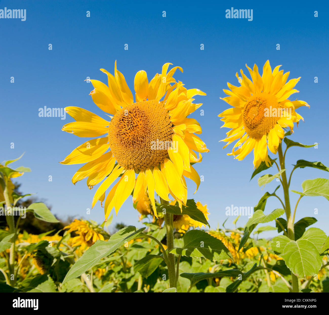Huge field yellow sunflowers hi-res stock photography and images - Alamy