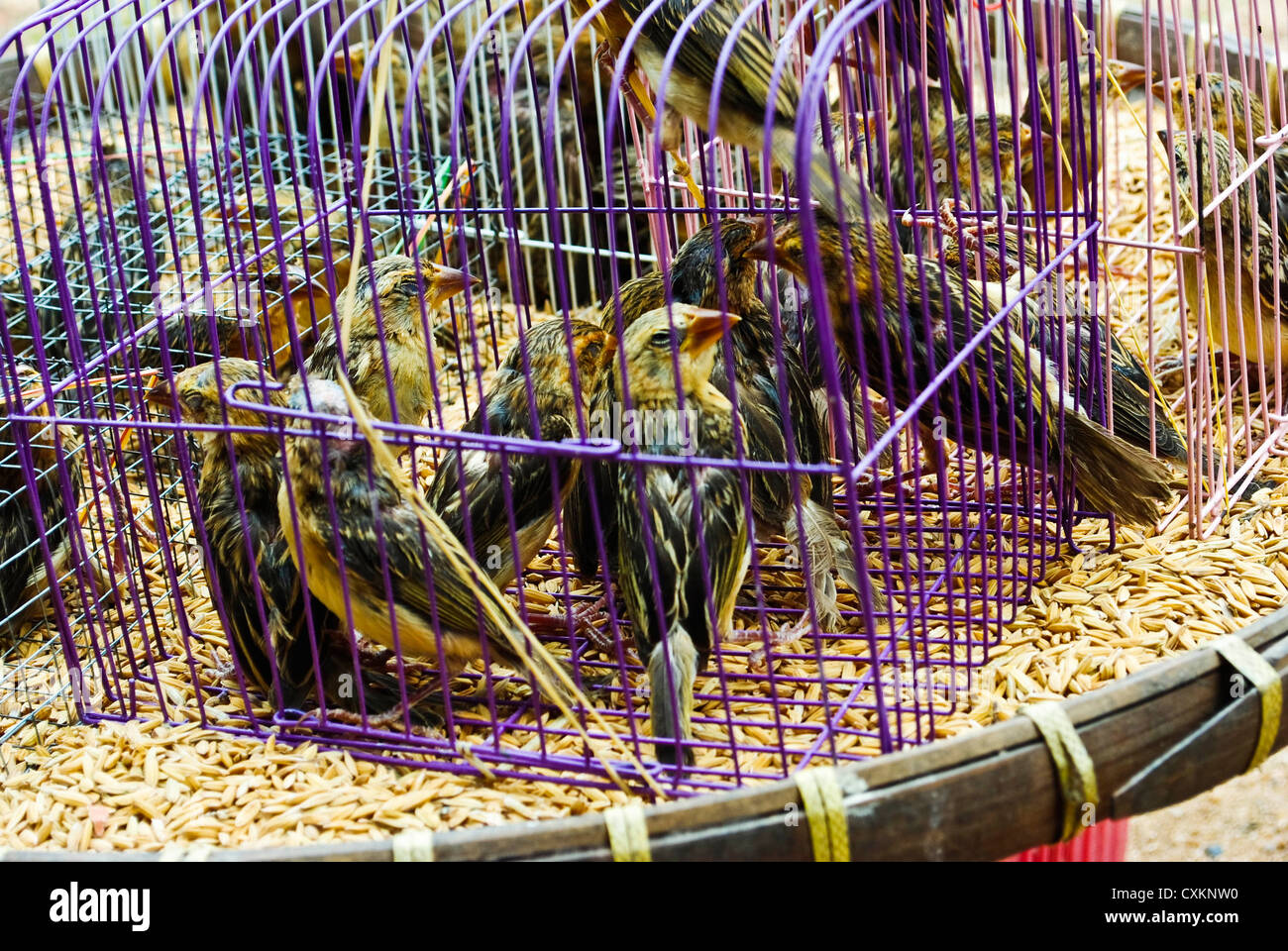 Bird in a cage for the Buddhists to make merit. Stock Photo