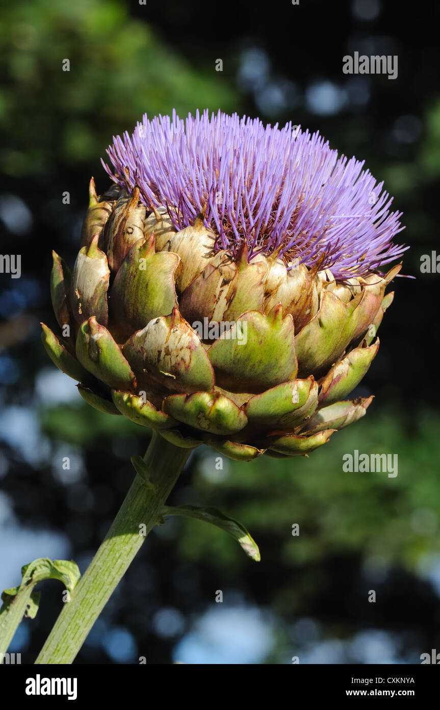 Artichoke flower Stock Photo