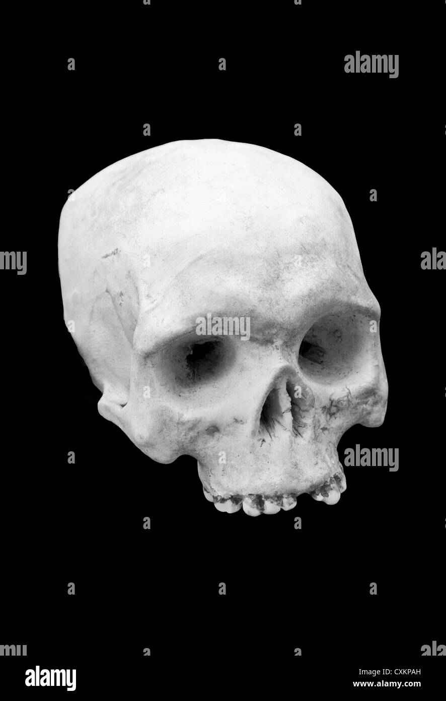 Skull on a black background. No lower jaw. Stock Photo