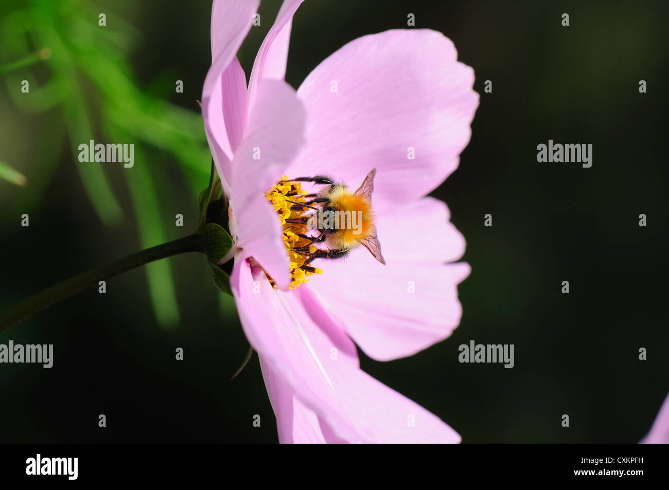 Bombus pascuorum. A carder bee collects nectar from this attractive pink flower. Stock Photo