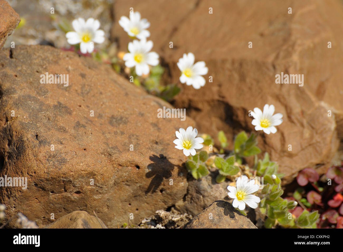Arctic Mouse-Ear Chickweed, Romer Fjord, East Greenland, Greenland Stock Photo
