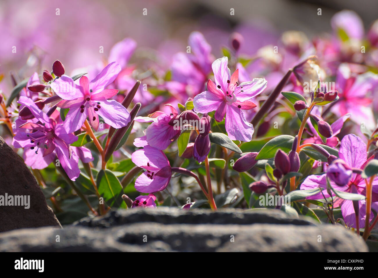 Broad-Leaved Willowherb, Romer Fjord, East Greenland, Greenland Stock Photo