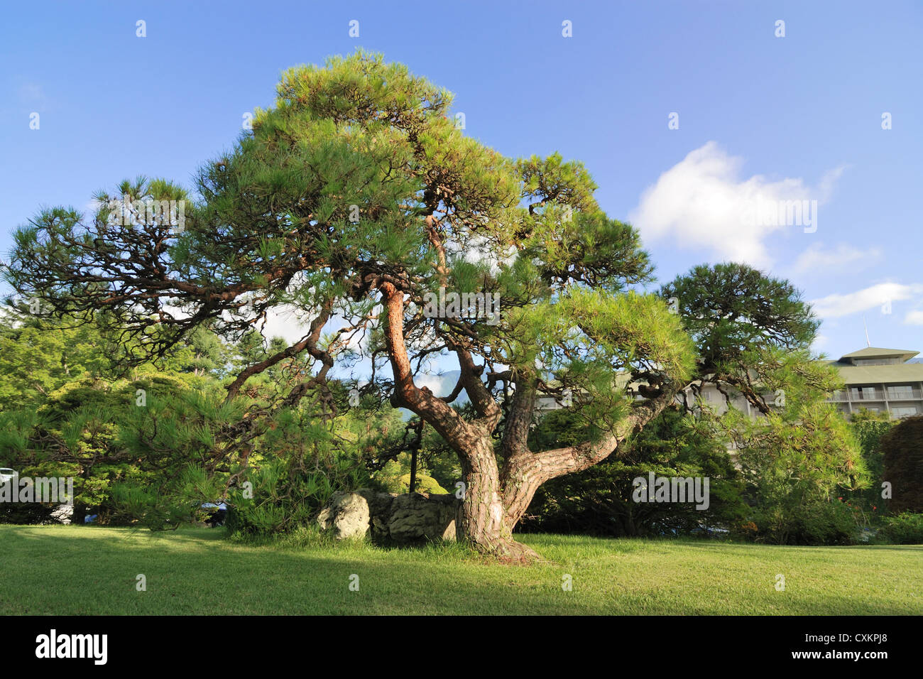 big spreading Japanese pine tree on the green lawn at bright summer day Stock Photo