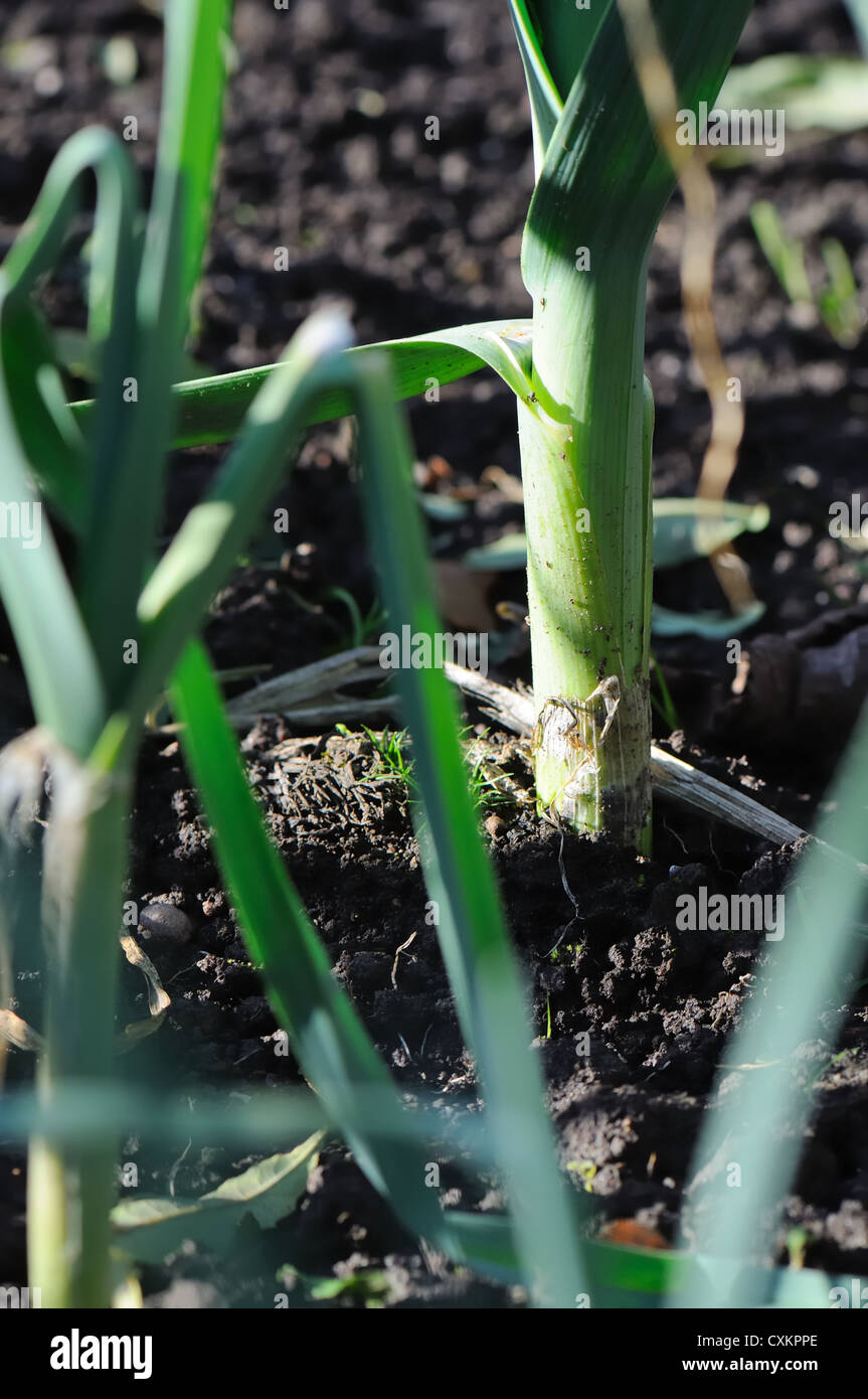 Home grown leeks Stock Photo