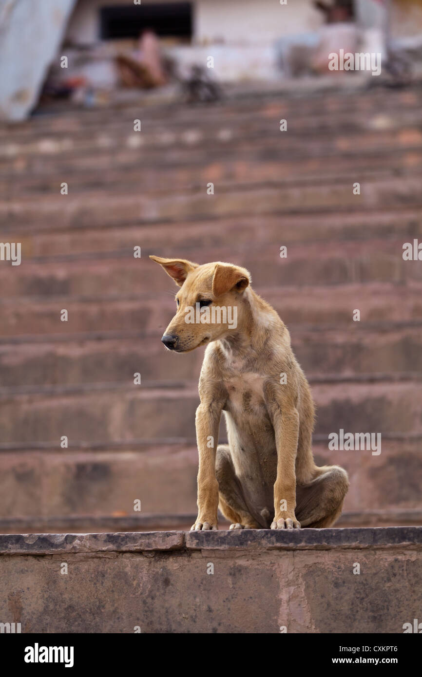Dog in Varanasi Stock Photo Alamy