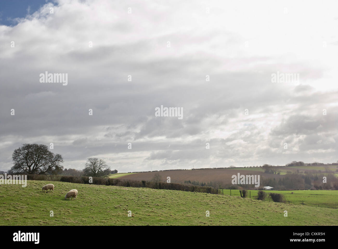 Sheep Grazing in Hills, Scunthorpe, Lincolnshire, England Stock Photo
