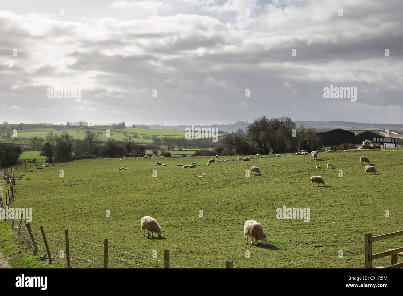 Sheep Grazing in Hills, Scunthorpe, Lincolnshire, England Stock Photo