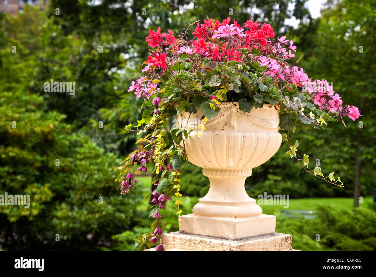 Ornate large cement planters filled with annual flowers in the summer garden. Stock Photo