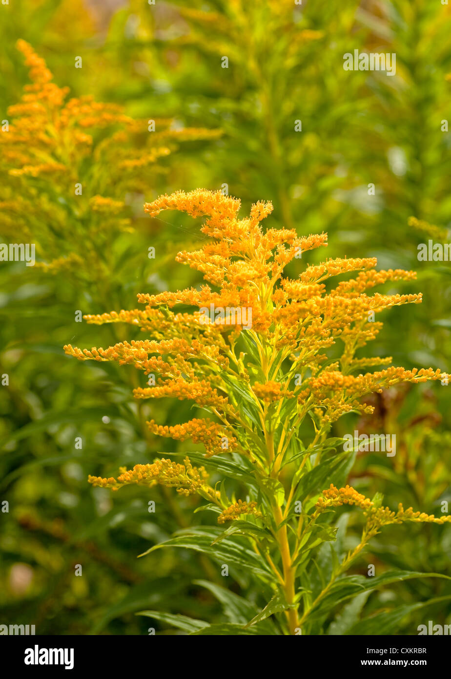 Goldenrod growing in the wild. Stock Photo