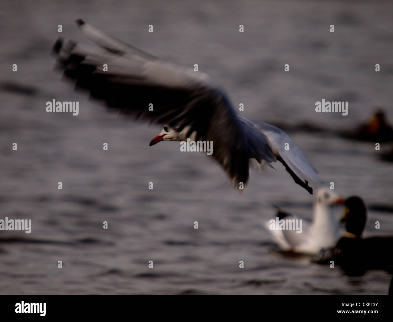 Black-Headed Gull, Larus ridibundus taking off, UK Stock Photo