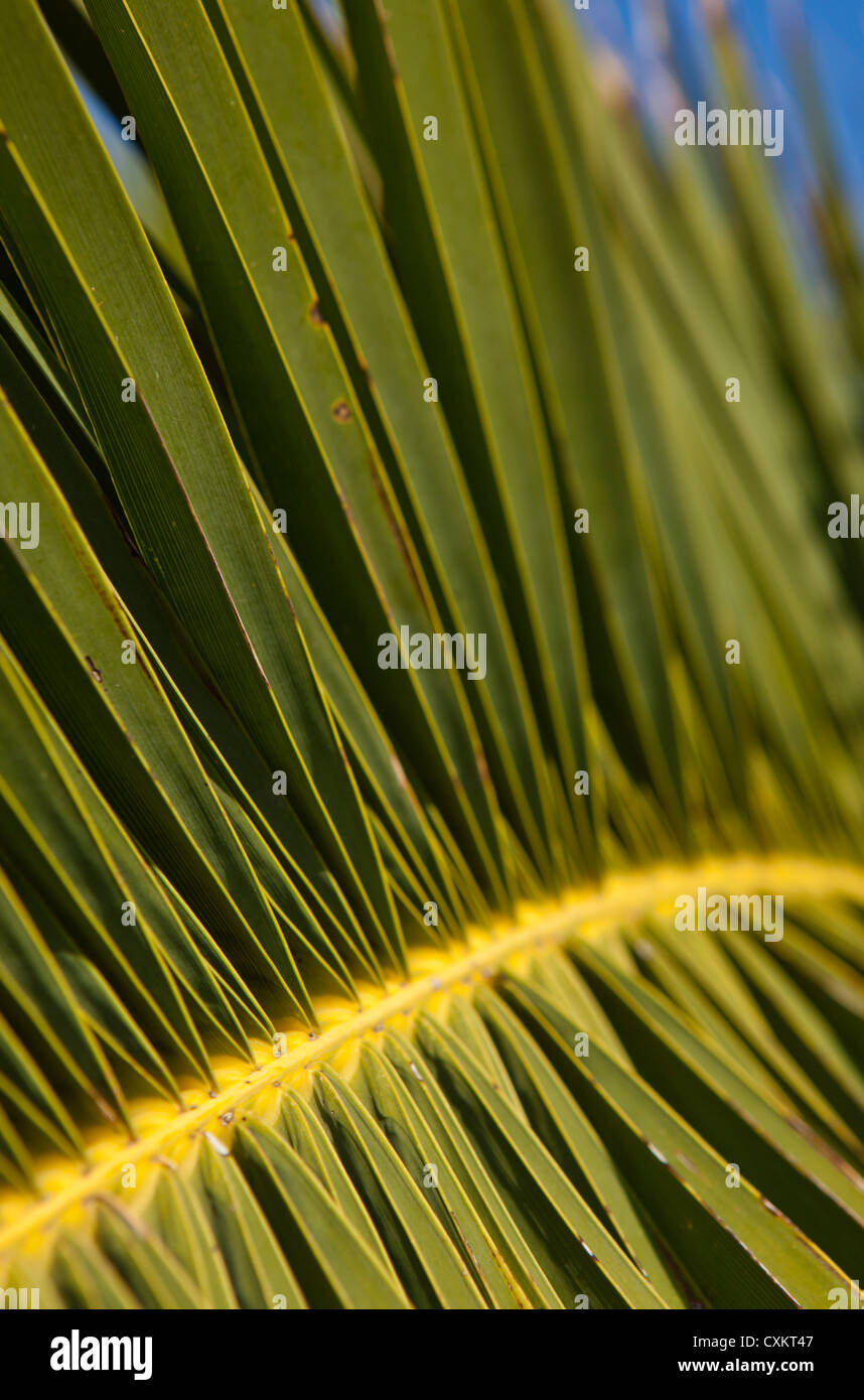 Palm tree leaf hi-res stock photography and images - Alamy