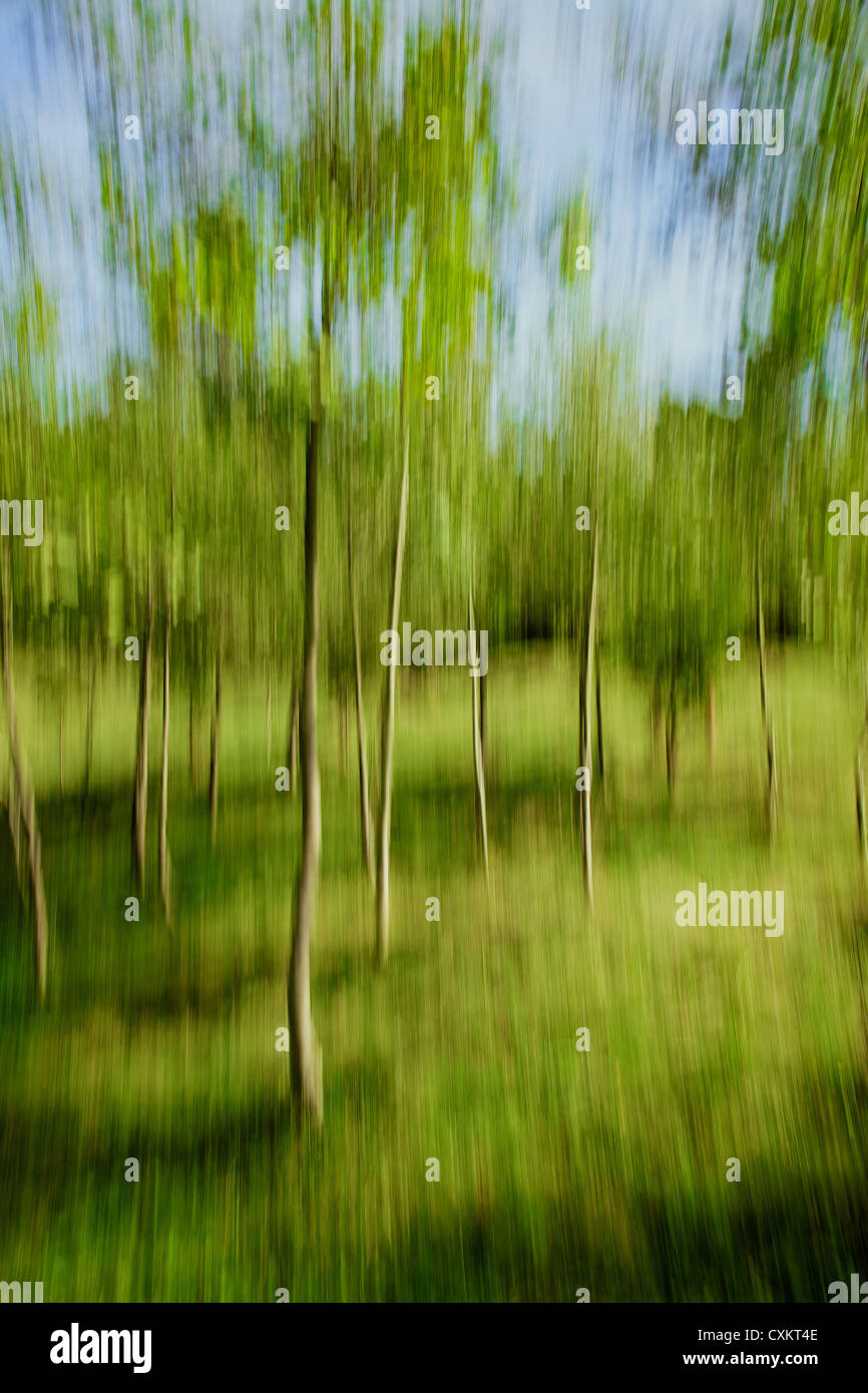 Forest blur imageat summer Stock Photo