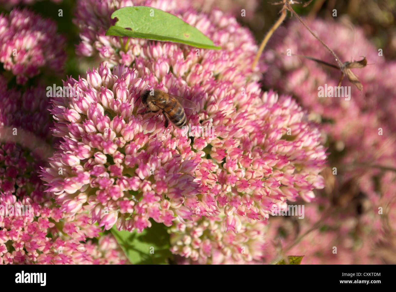 Bee on sedum flower Stock Photo Alamy