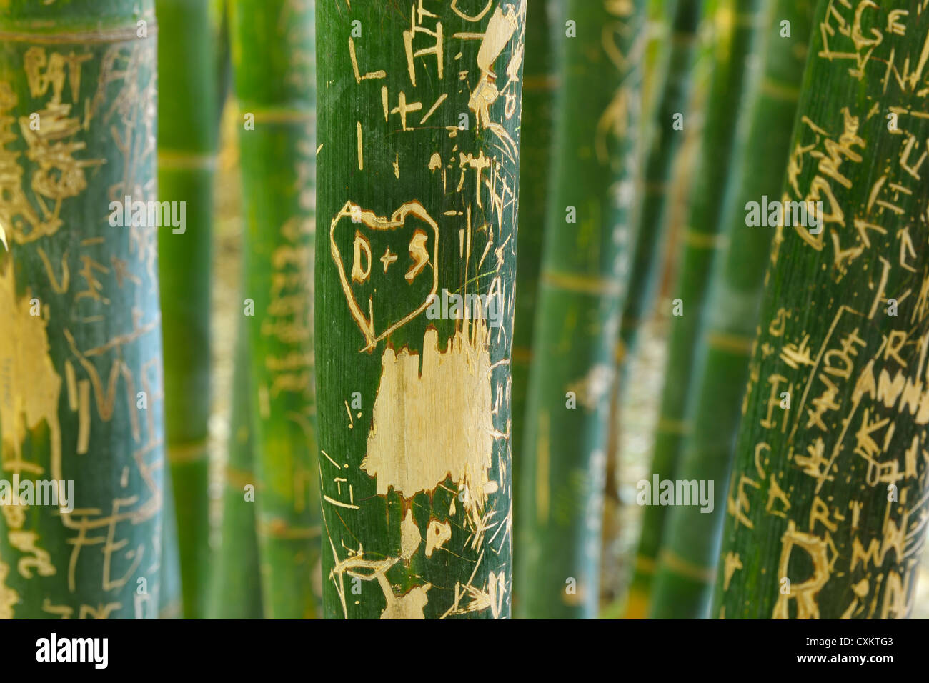 Graffiti in Bamboo, Majorelle Garden, Marrakech, Morocco Stock Photo