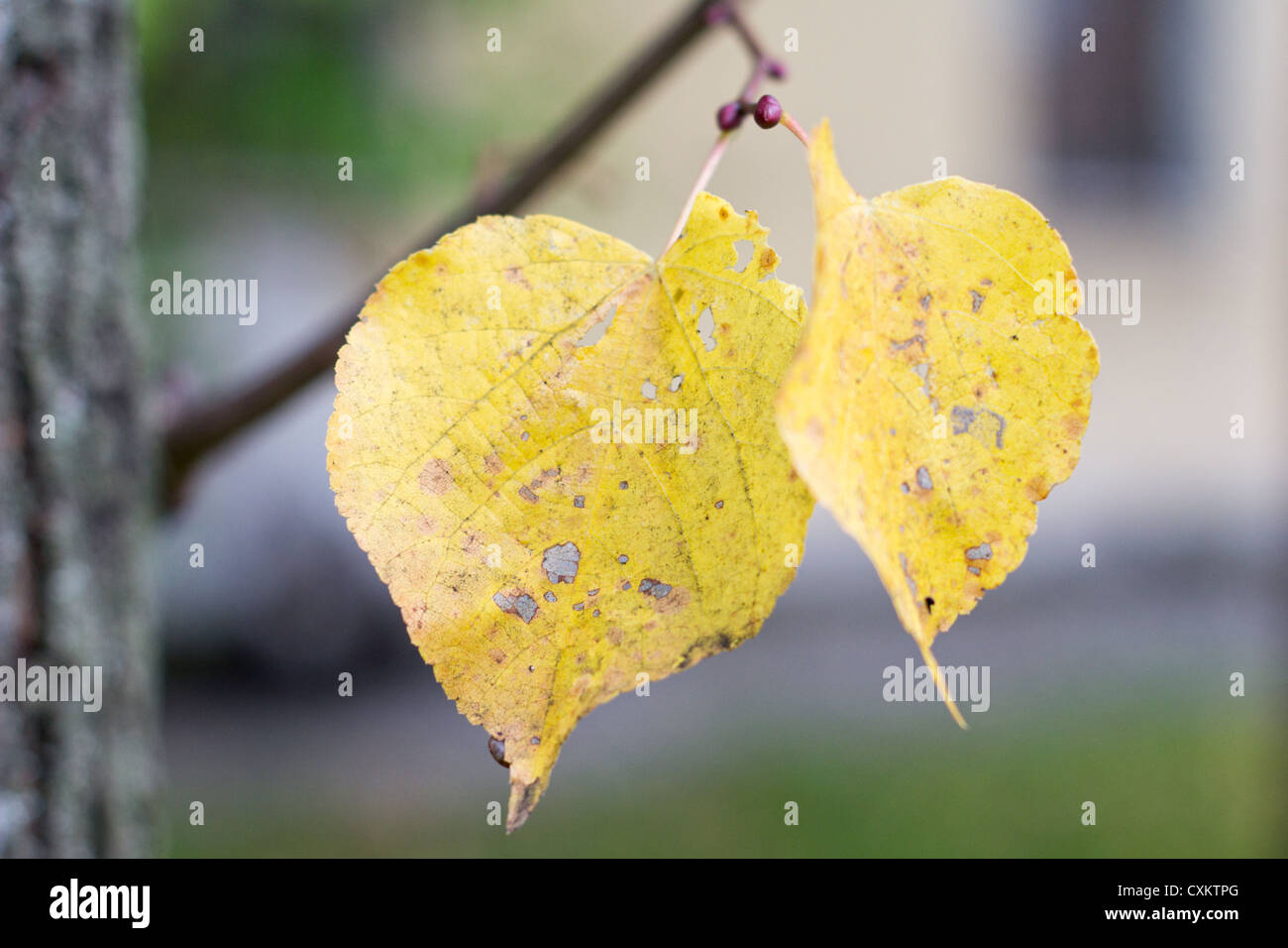 Deph of field hi-res stock photography and images - Alamy
