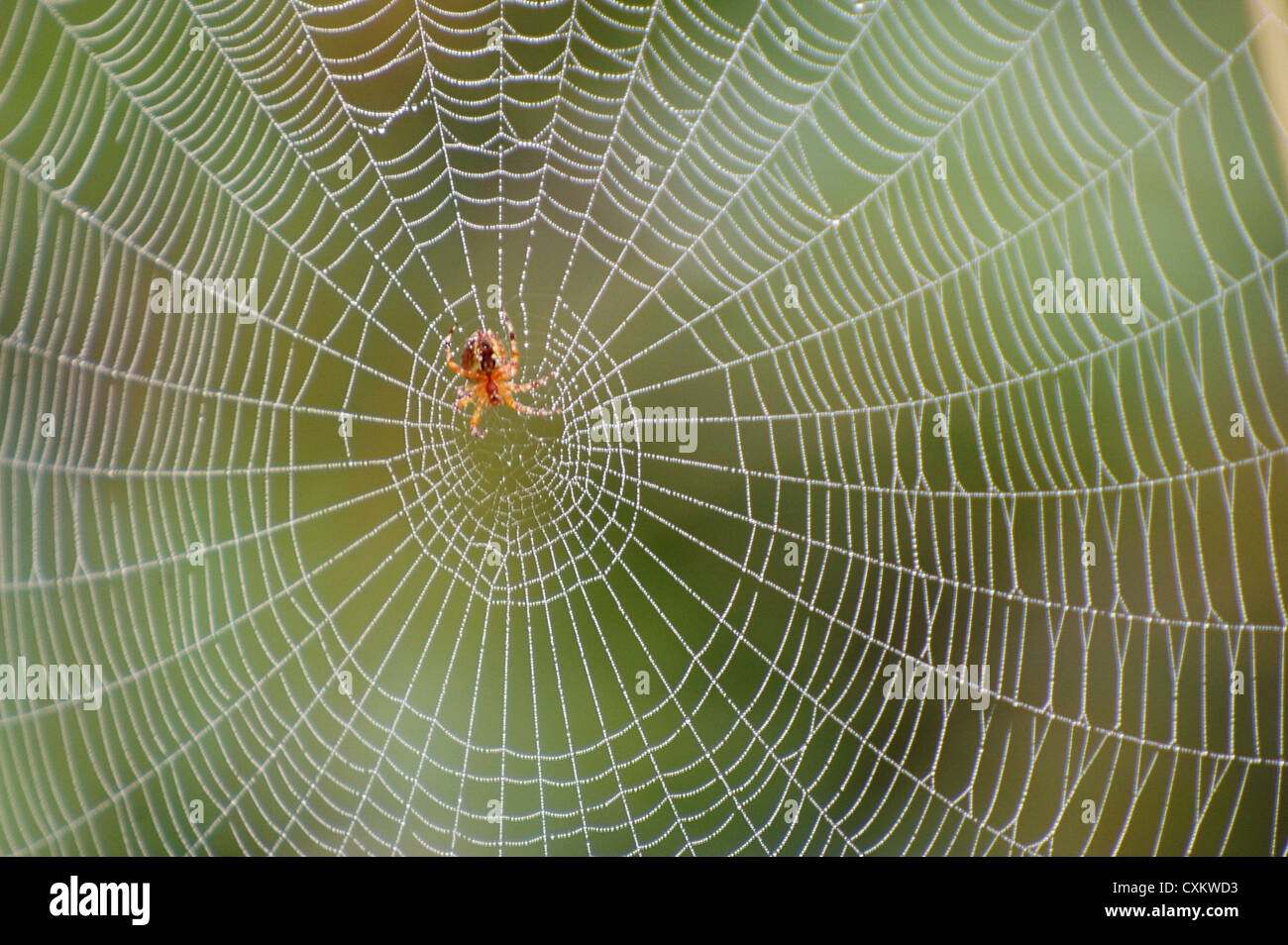 Close up view of the strings of a spiders web Stock Photo