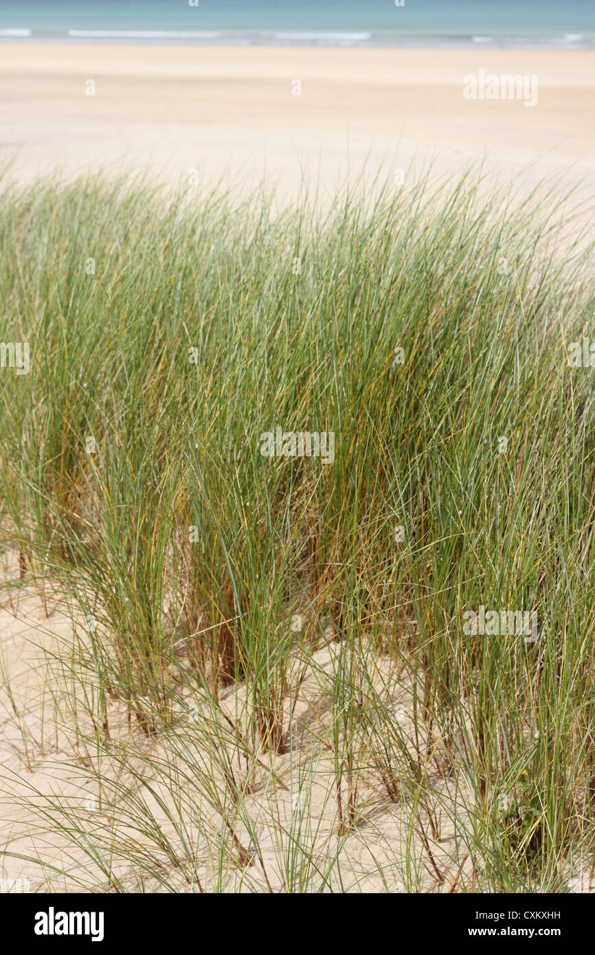 Marram Grass on sand dunes on Cornwall England UK Stock Photo