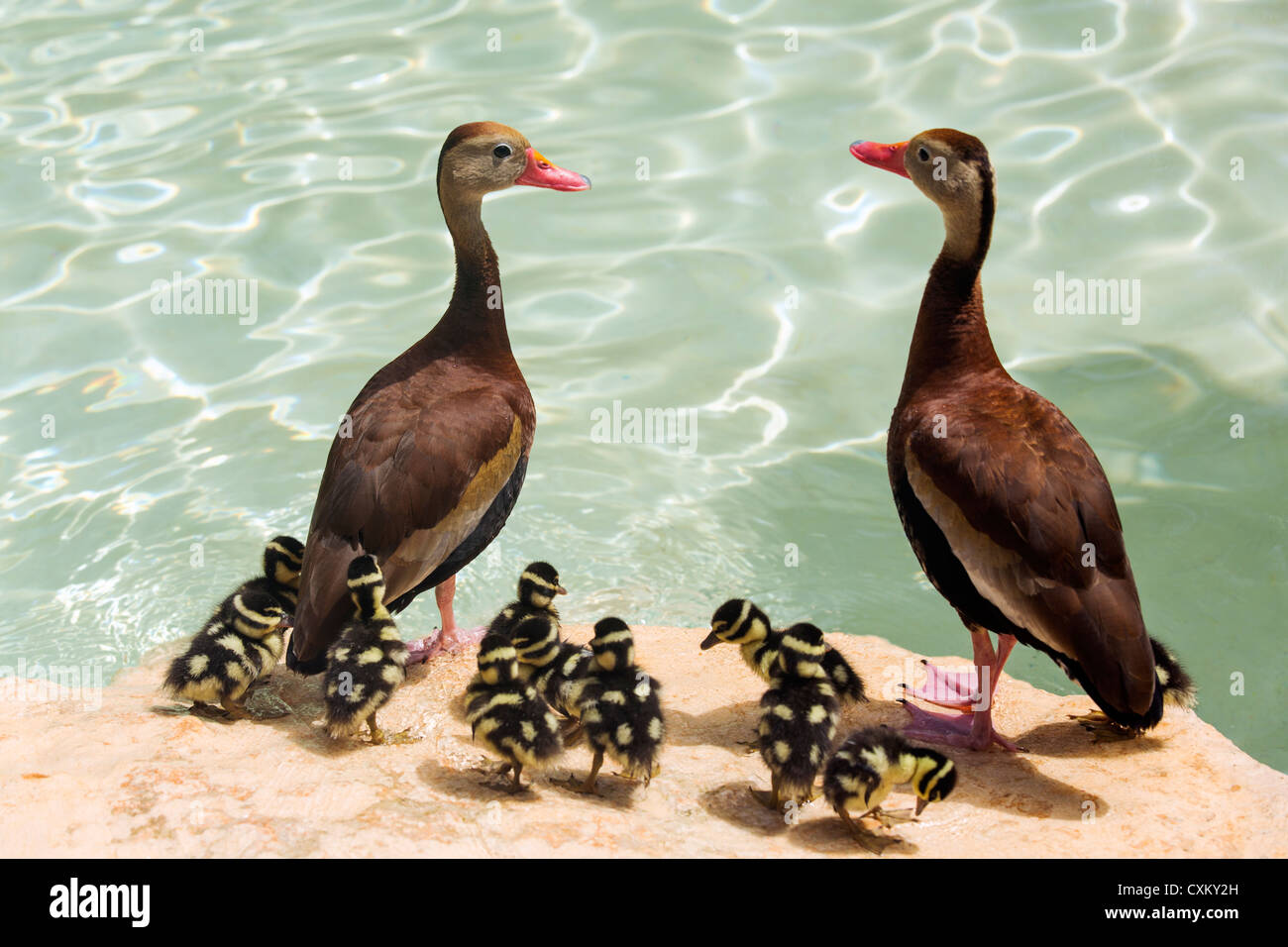 white-winged whistling duck Stock Photo