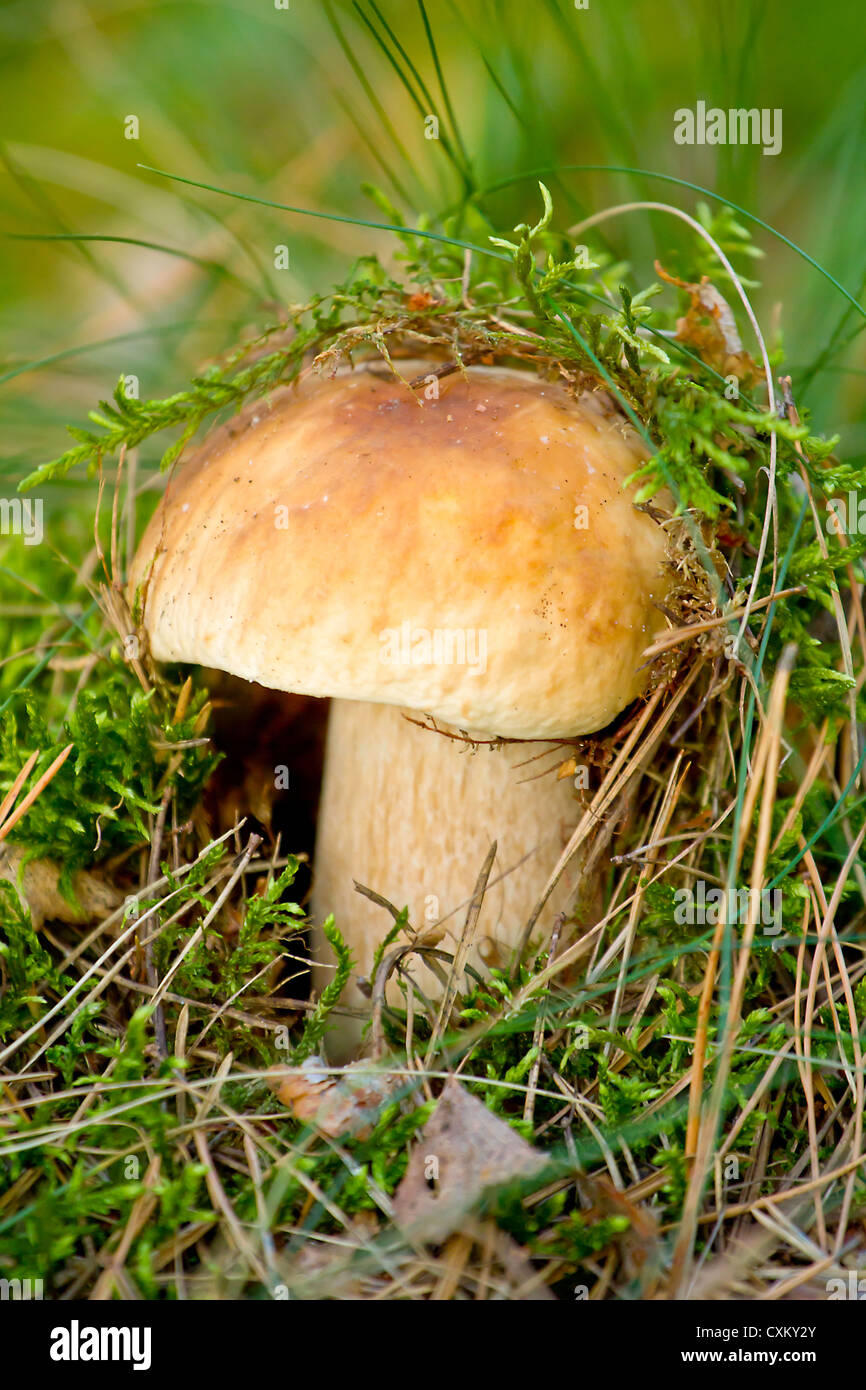 Autumn forest eatable mushroom close-up Stock Photo