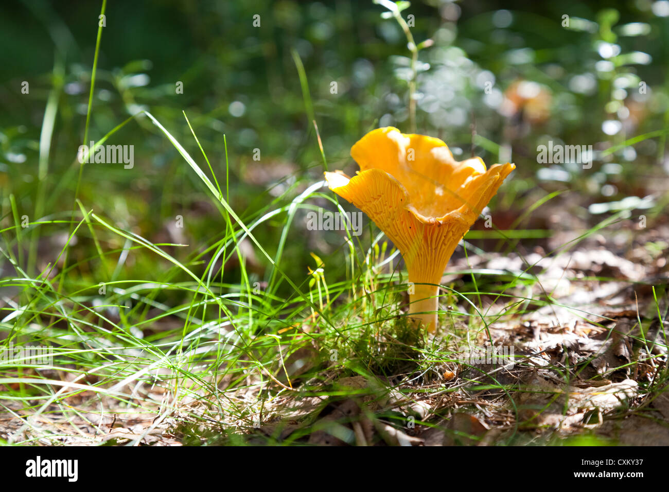 Chanterelle in the grass Stock Photo Alamy