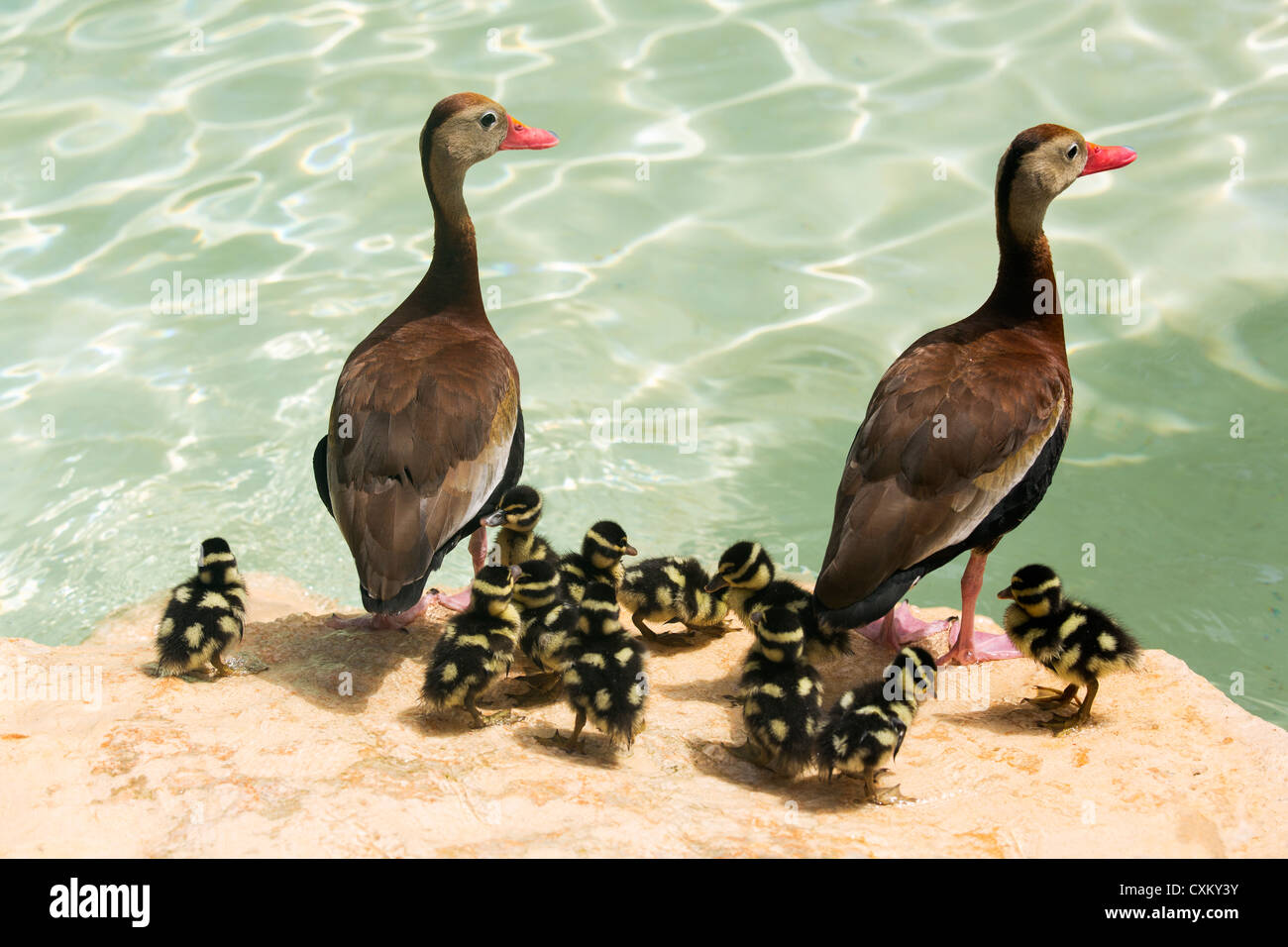 white-winged whistling duck Stock Photo