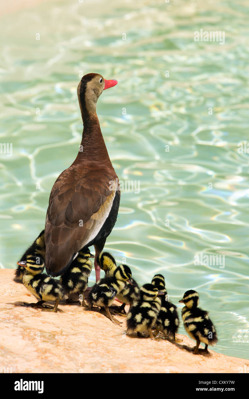 white-winged whistling duck Stock Photo