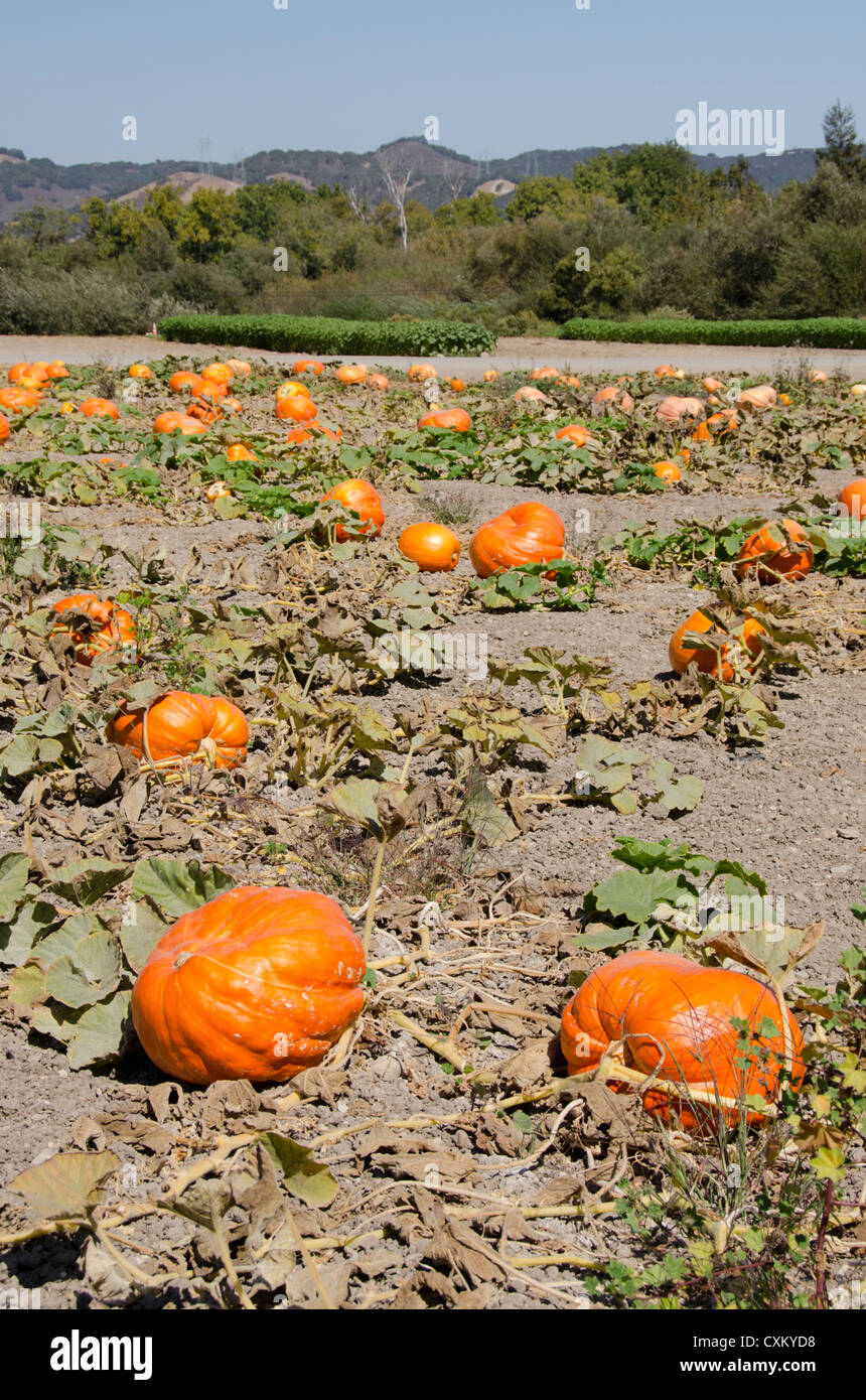 Autumn pumpkin field usa hi-res stock photography and images - Alamy