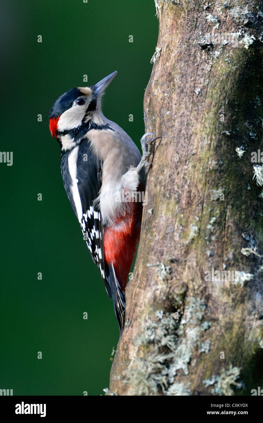 Great spotted woodpecker (Dendrocopos major) Stock Photo