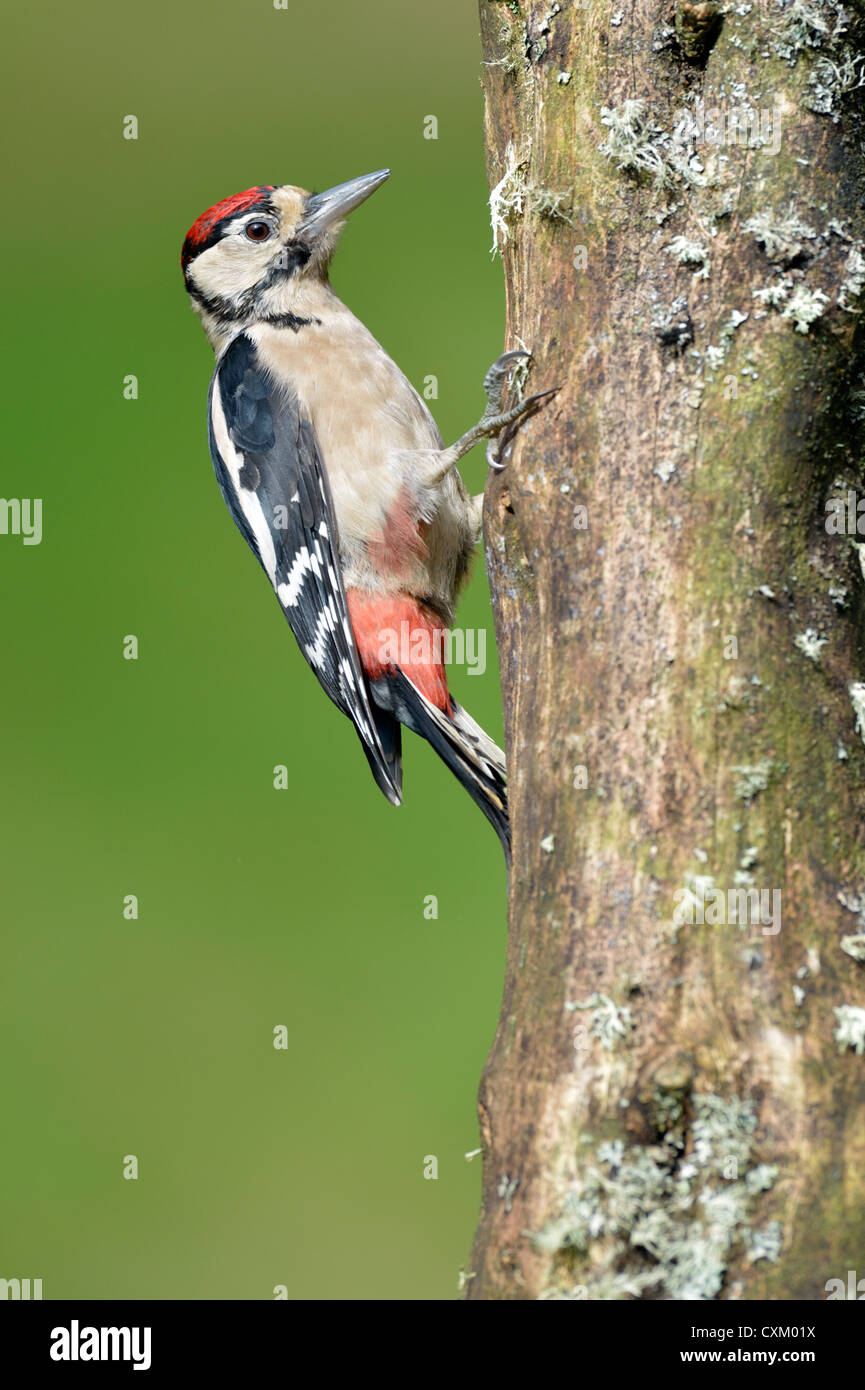 Great spotted woodpecker (Dendrocopos major) Stock Photo