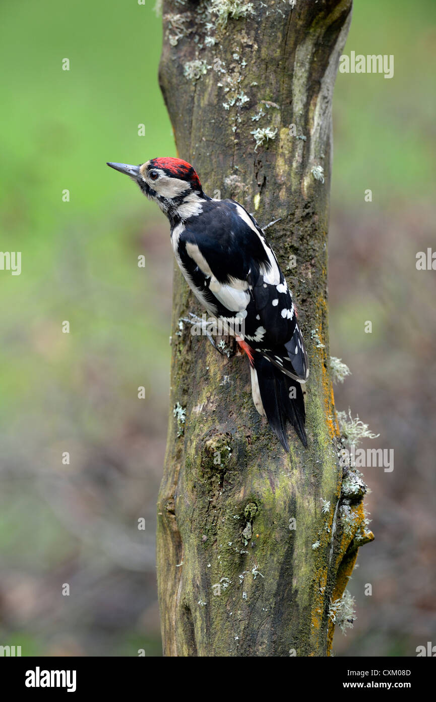 Great spotted woodpecker (Dendrocopos major) Stock Photo