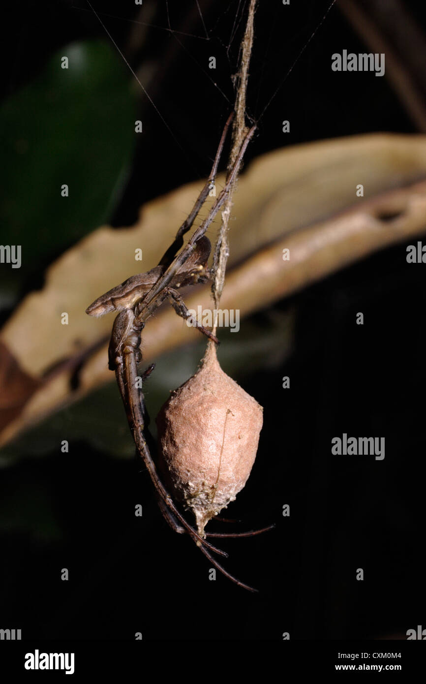Spider (Poltys caelatus) resembling a dead leaf as she sits on her egg-sac suspended on a thread in dark rainforest , Ghana Stock Photo