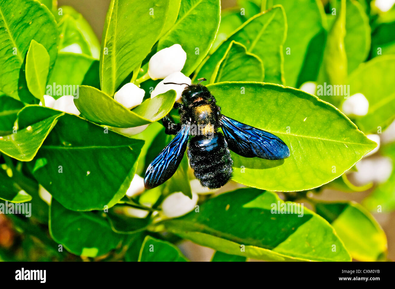 carpenter bee,Xylocopa violacea L. on lemon flower Stock Photo