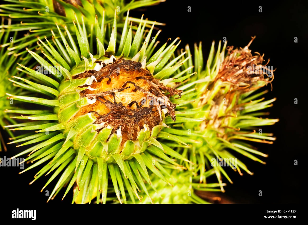 burdock, Arctium lappa Stock Photo Alamy