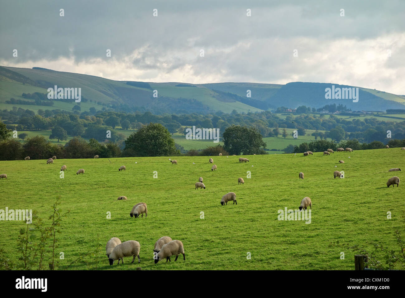 Wales countryside fields and hills, sheep grazing. Stock Photo