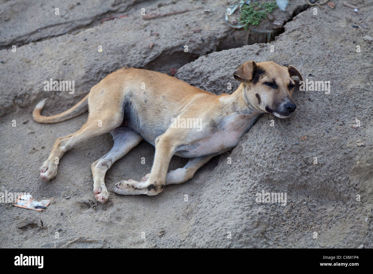 Dog in Varanasi Stock Photo Alamy
