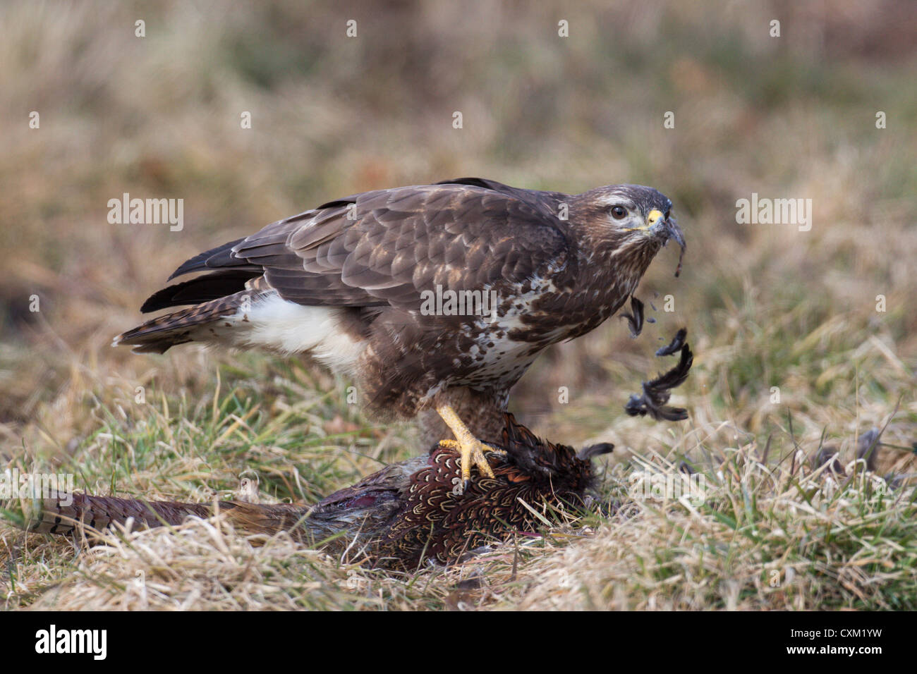Portrait of a buzzard with roadkill pheasant Stock Photo