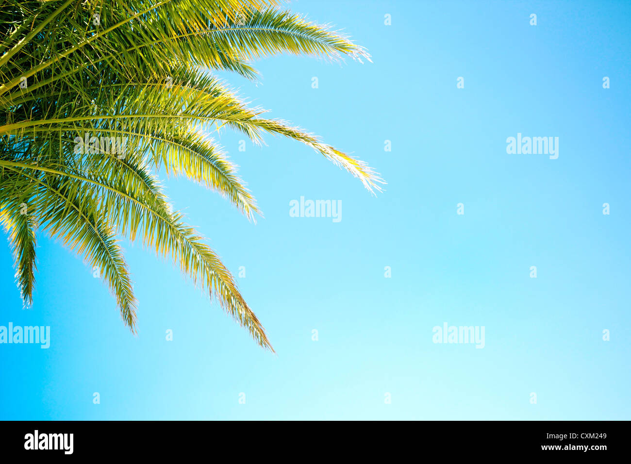 Green palm tree leaves on blue sky backgorund Stock Photo - Alamy