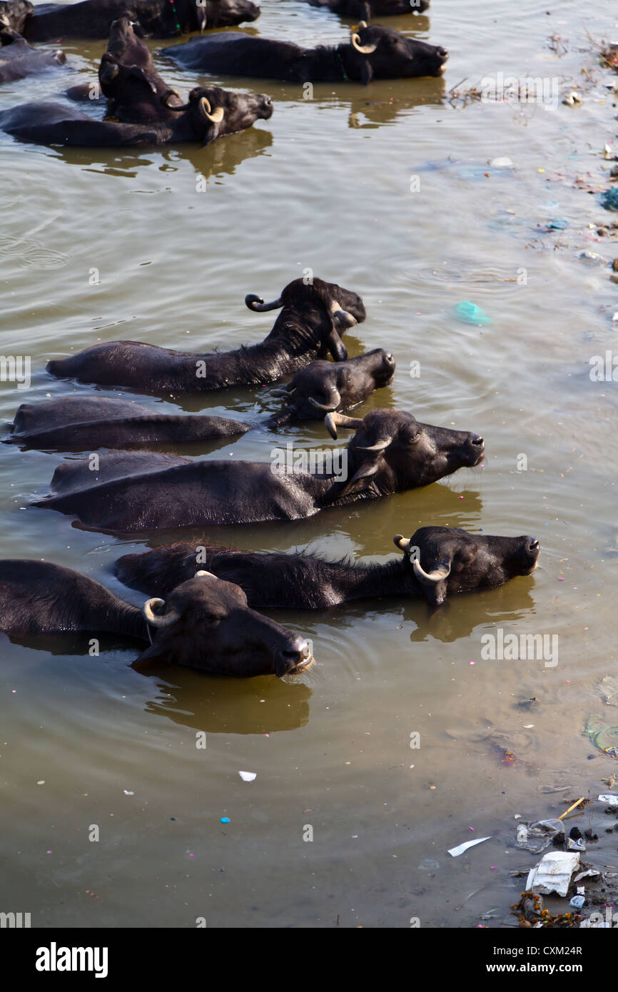 Bathing Water Buffaloes in the River Ganges in Varanasi in India Stock Photo