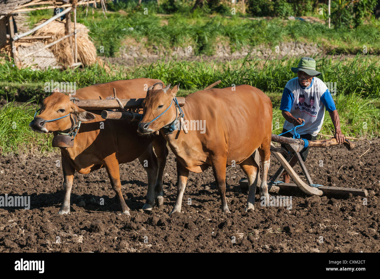 Ploughing fields near Amed in Eastern Bali, indonesia. Stock Photo