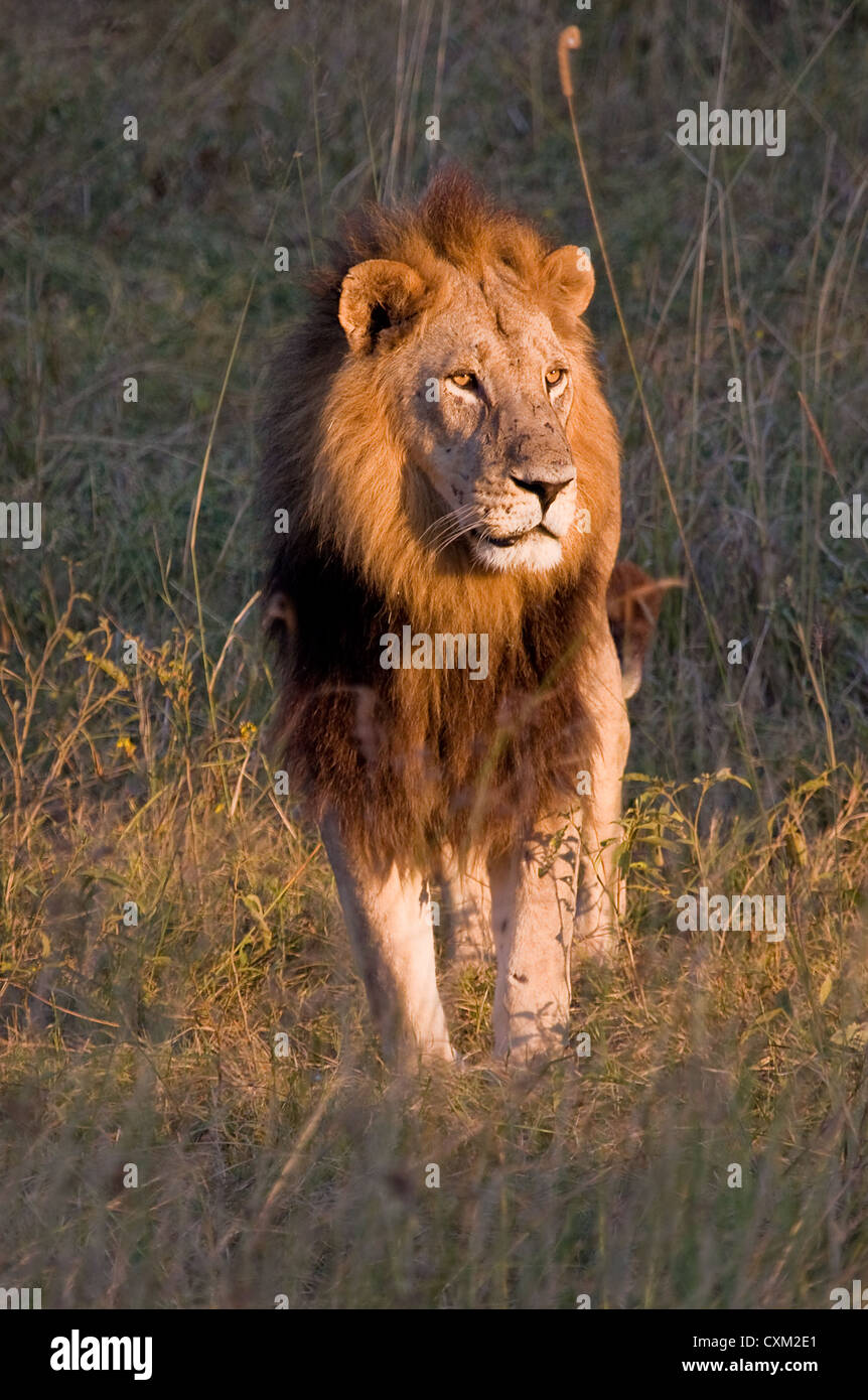 Adult male lion hi-res stock photography and images - Alamy