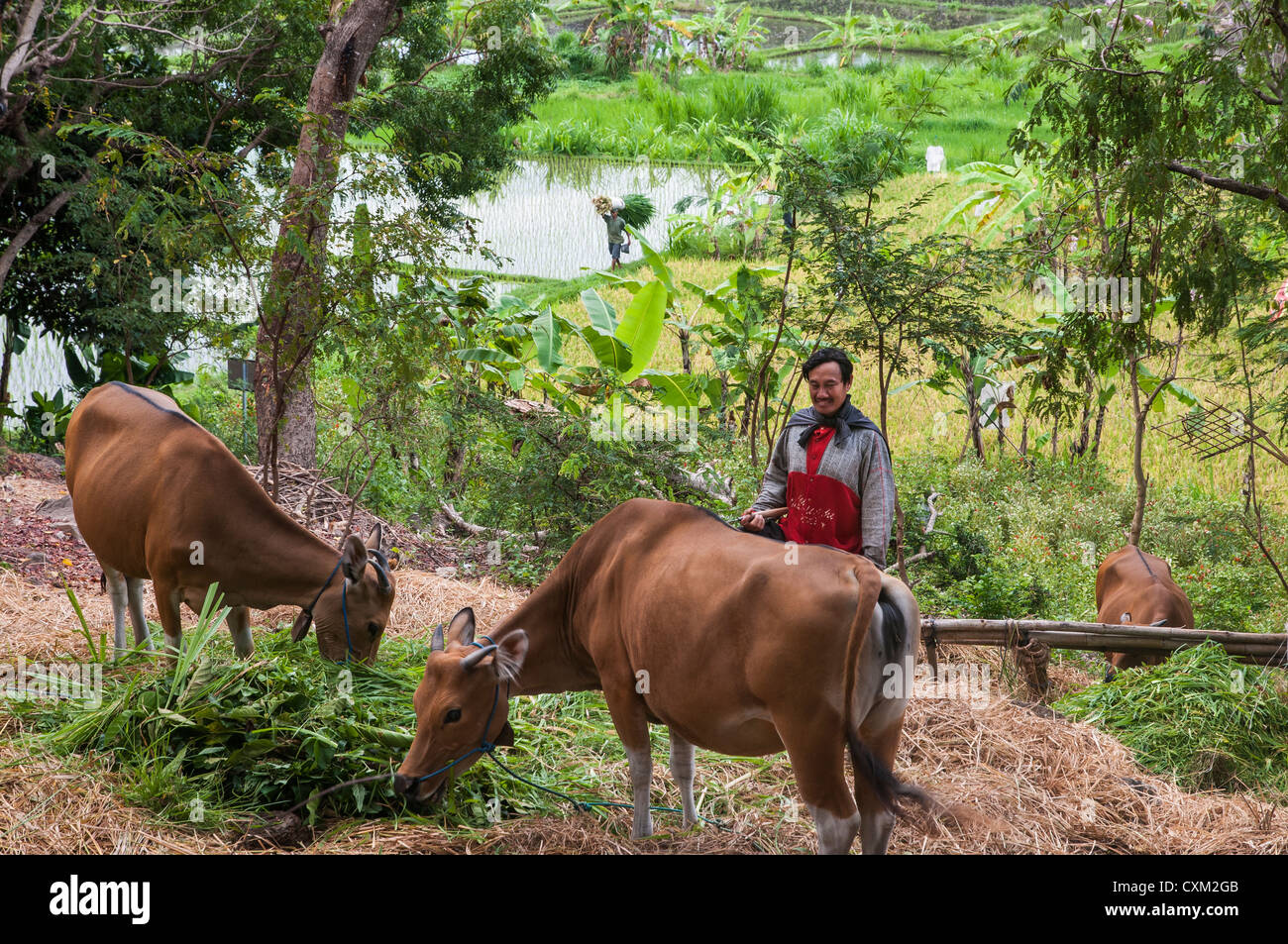 A farmer feeding his cows near Candi Dasa, Eastern Bali, Indonesia. Stock Photo