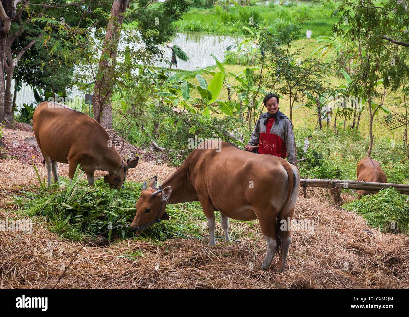A farmer feeding his cows near Candi Dasa, Eastern Bali, Indonesia. Stock Photo