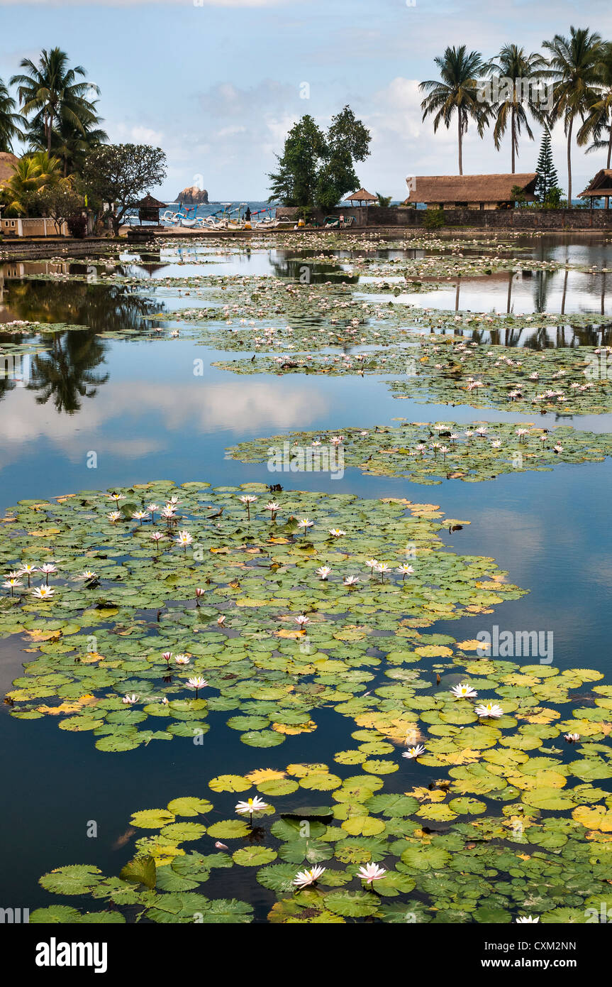 Lotus water lilies growing in the lagoon at Candi Dasa, Eastern Bali, Indonesia. Stock Photo