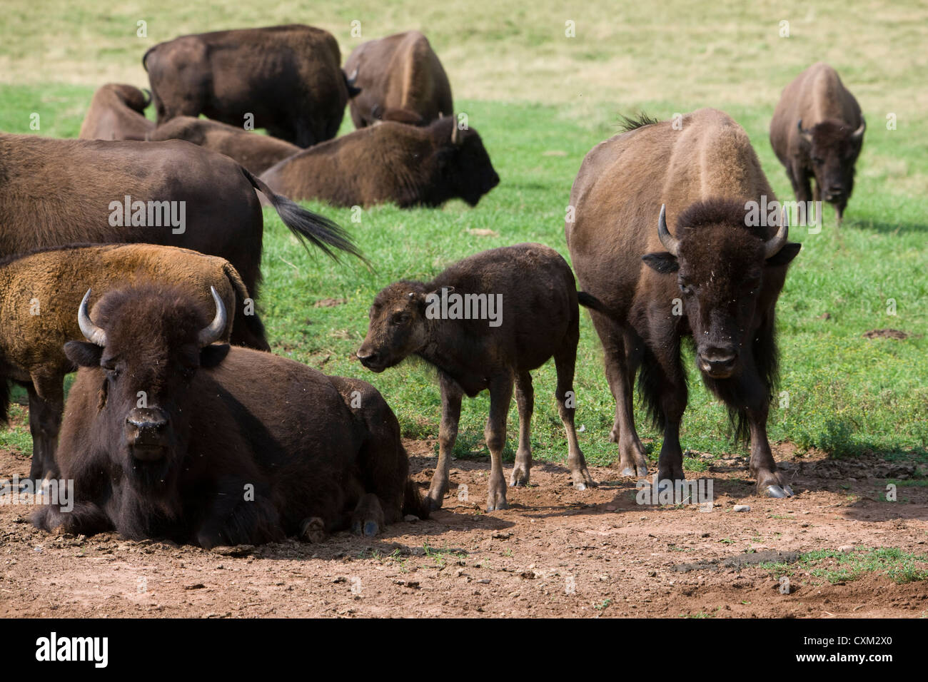 Buffaloland hires stock photography and images Alamy