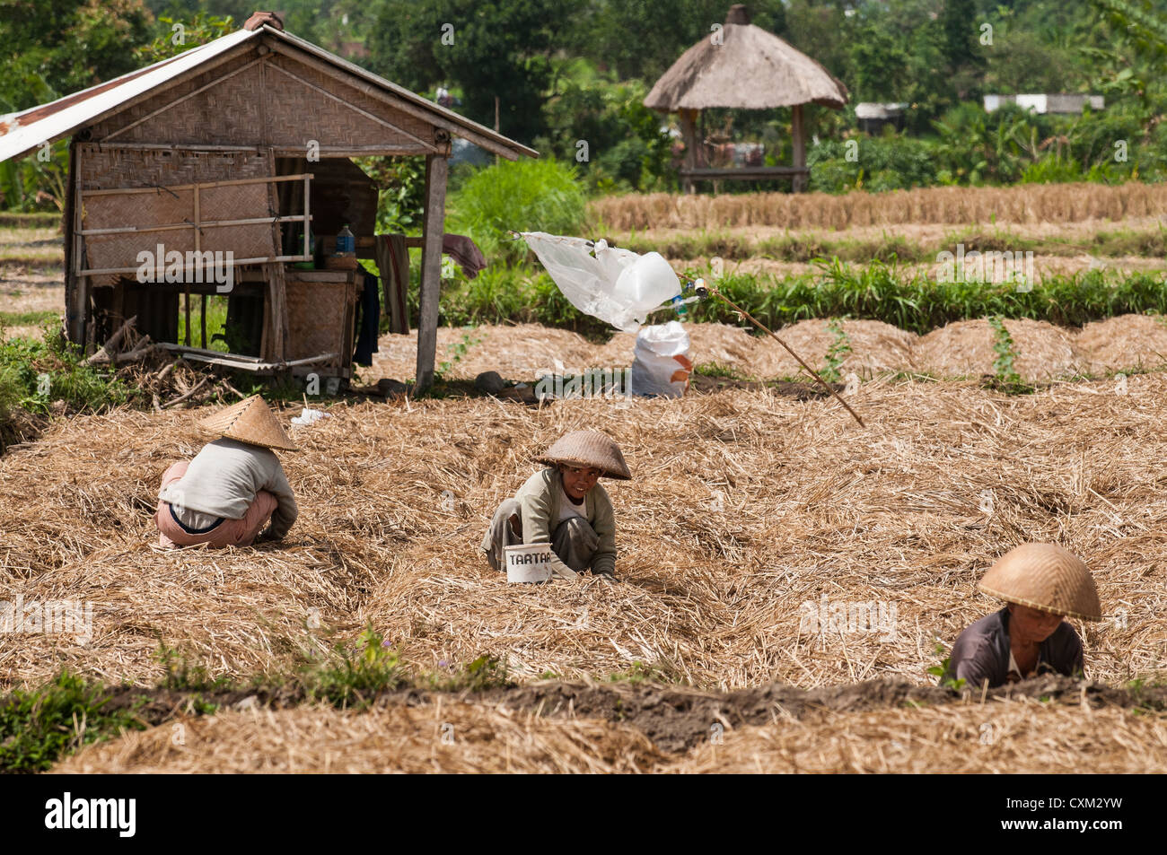 Women tending fields near Semarapura, Eastern Bali, Indonesia. Stock Photo