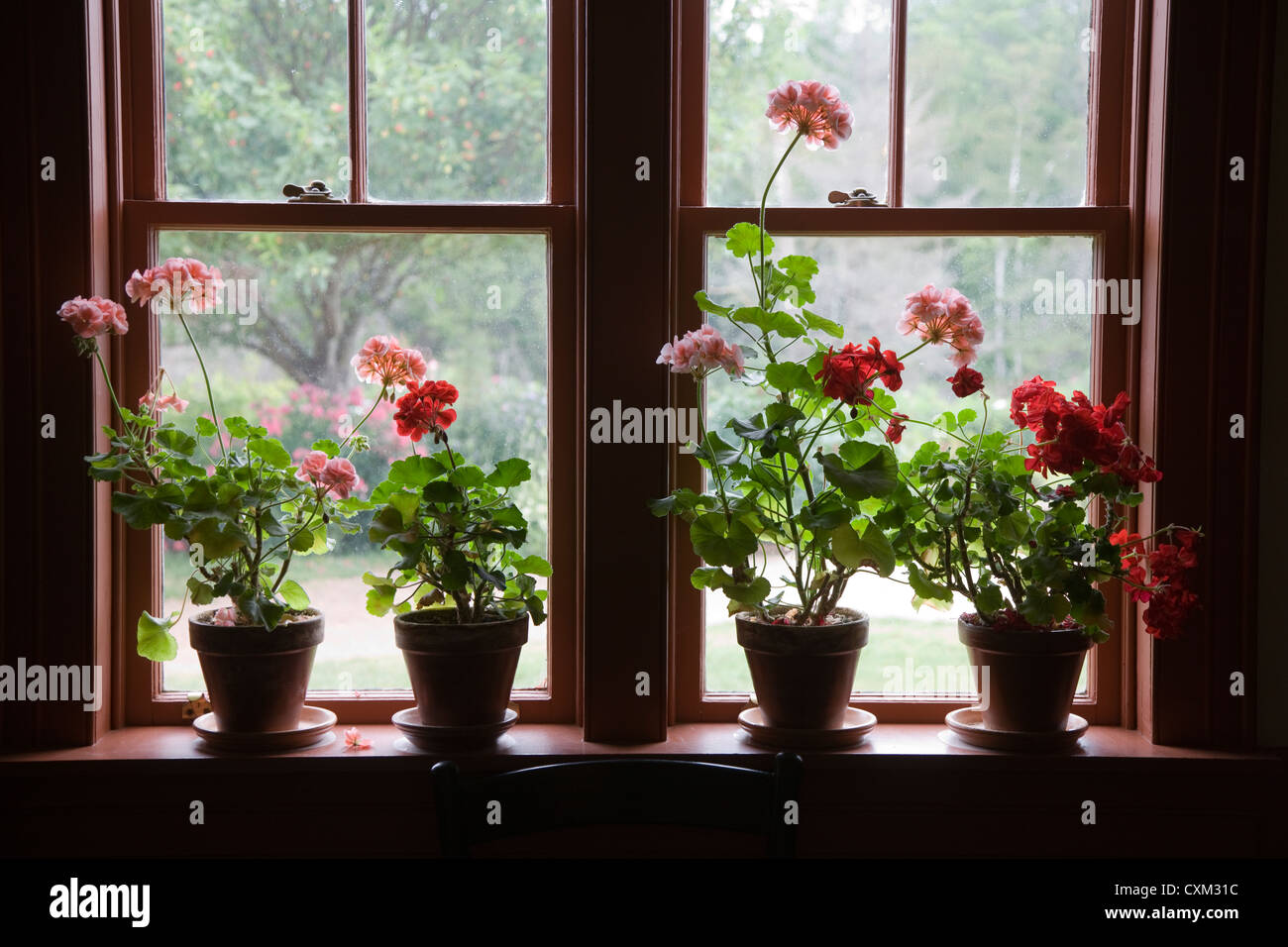 Geraniums in the window of Green Gables, the house featured in Anne of Green Gables books, Cavendish, Prince Edward Island Stock Photo