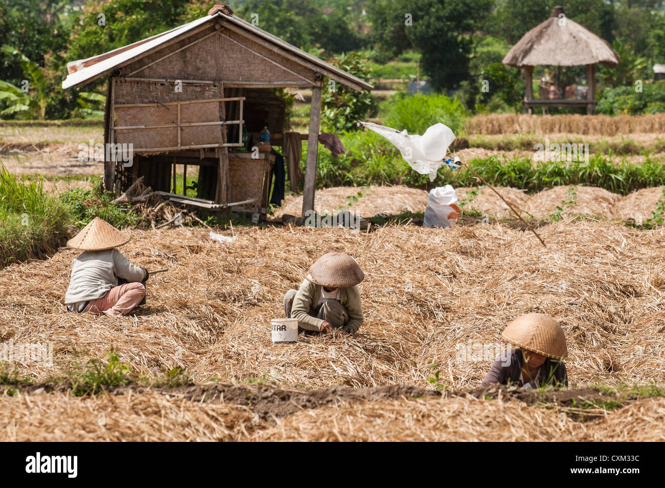 Women tending fields near Semarapura, Eastern Bali, Indonesia. Stock Photo