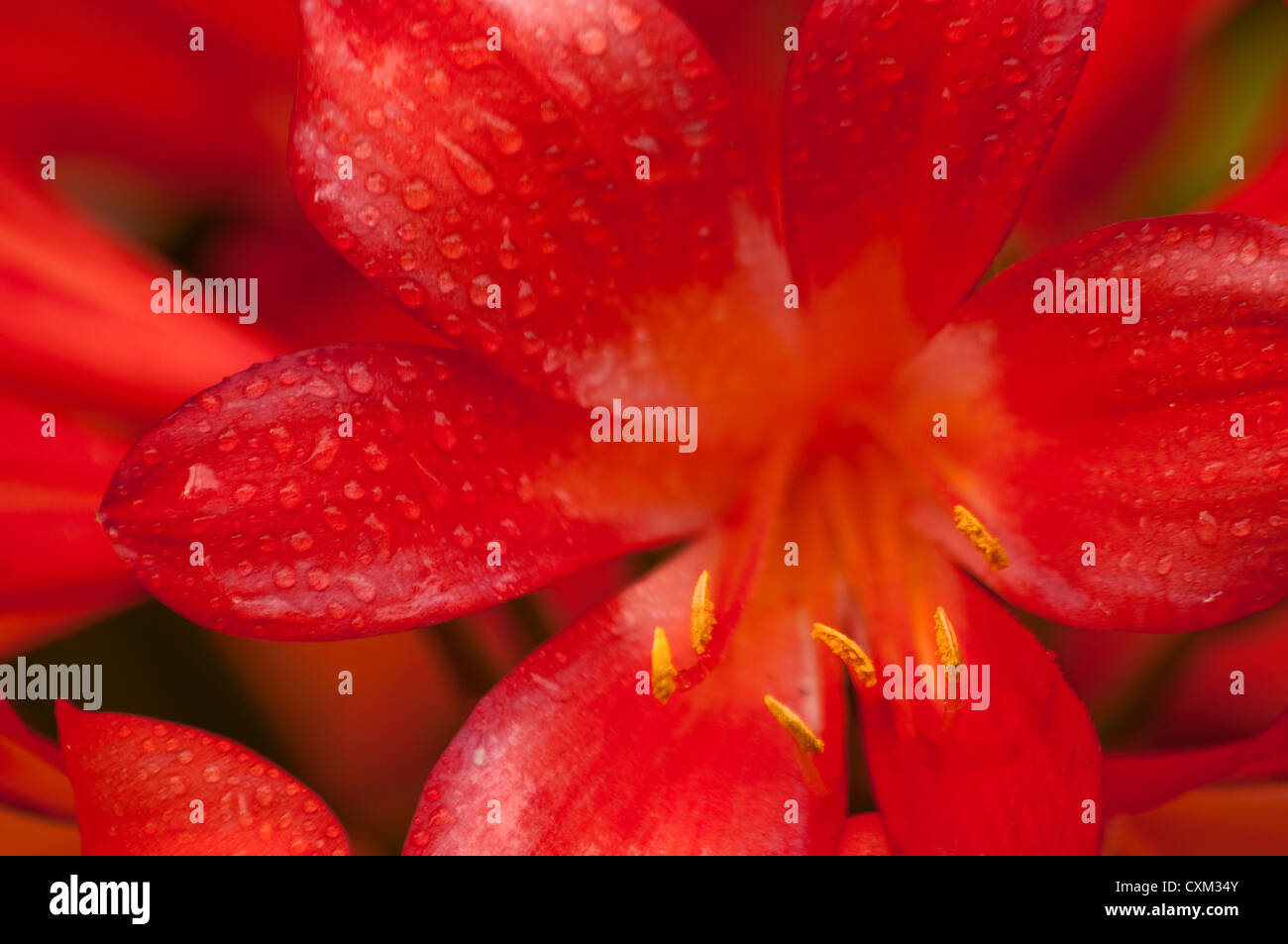 close up of red flower with yellow stamens Stock Photo